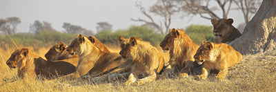 panoramic-canvas-print-lion-family-panorama