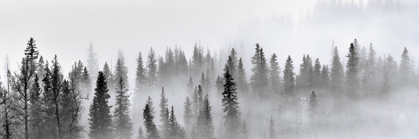 panoramic-canvas-print-foggy-forest-panorama