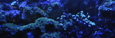 panoramic-canvas-print-coral-reef-in-blue-panorama