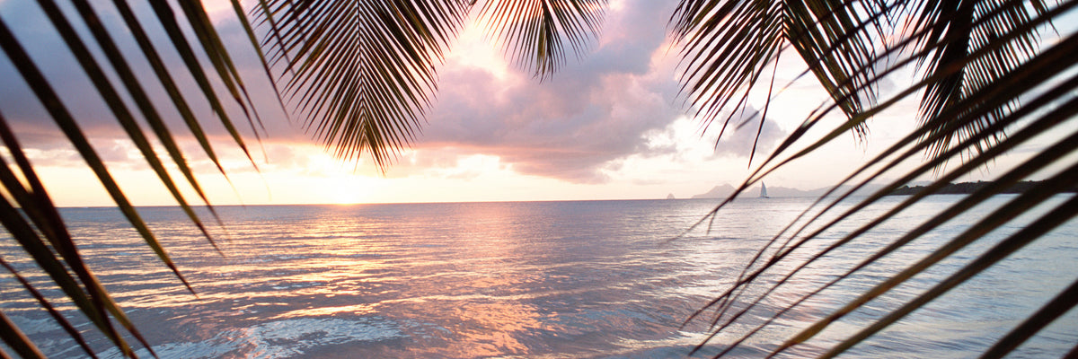 panoramic-canvas-print-under-palm-leaves-panorama