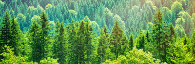 panoramic-canvas-print-the-forest-hill-panorama