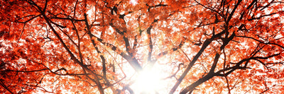 panoramic-canvas-print-light-of-autumn-panorama