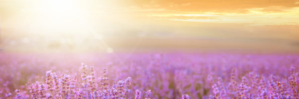 panoramic-canvas-print-sunset-in-lavender-field-panorama
