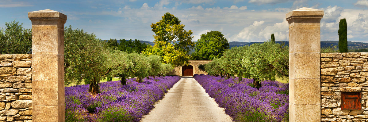 panoramic-canvas-print-lavender-garden-panorama