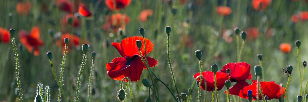 panoramic-canvas-print-wild-poppy-panorama