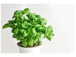 modern-4-piece-canvas-print-basil-in-the-pot