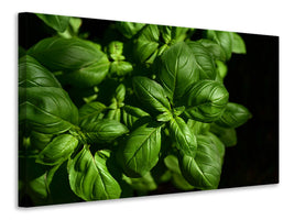 panoramic-canvas-print-basil-in-xl