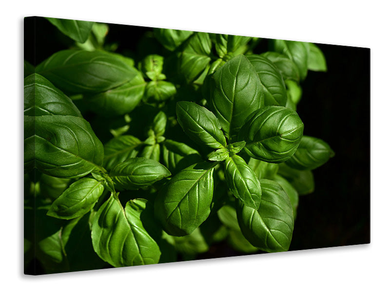 3-piece-canvas-print-basil-in-xl