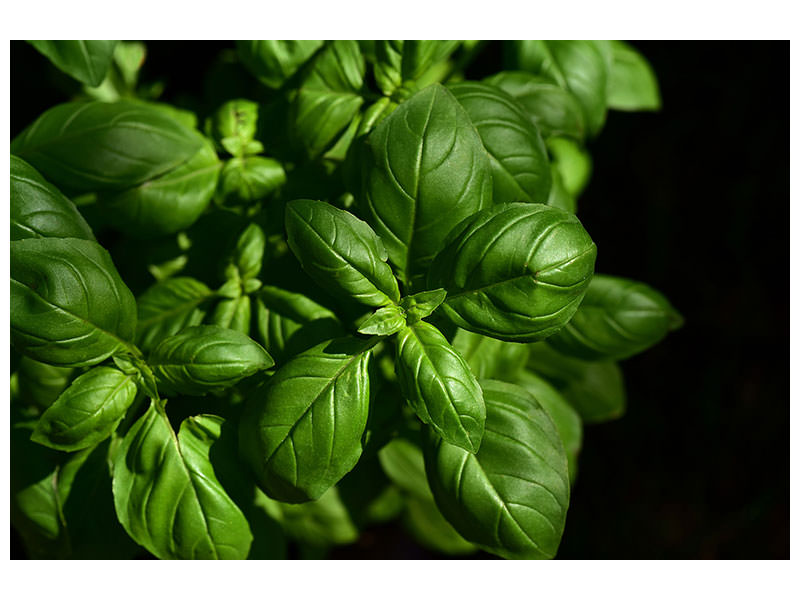 panoramic-3-piece-canvas-print-basil-in-xl