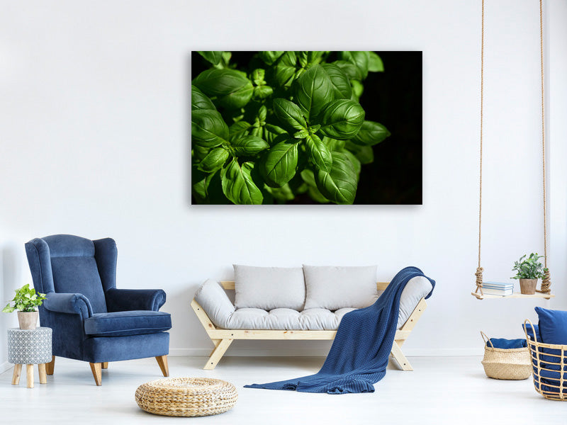 modern-3-piece-canvas-print-basil-in-xl