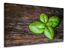 modern-3-piece-canvas-print-basil-leaf-in-xxl