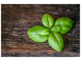 5-piece-canvas-print-basil-leaf-in-xxl