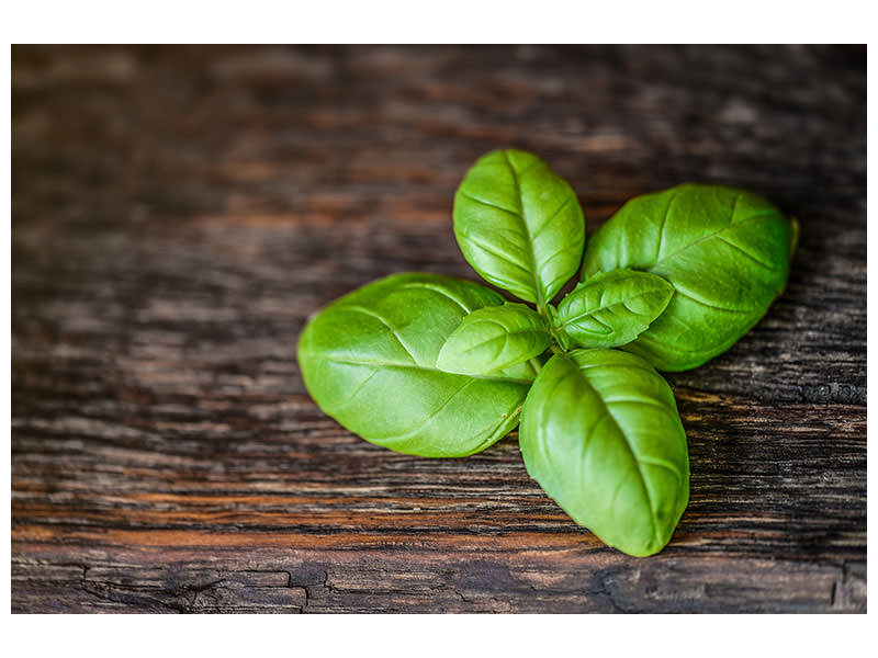 5-piece-canvas-print-basil-leaf-in-xxl