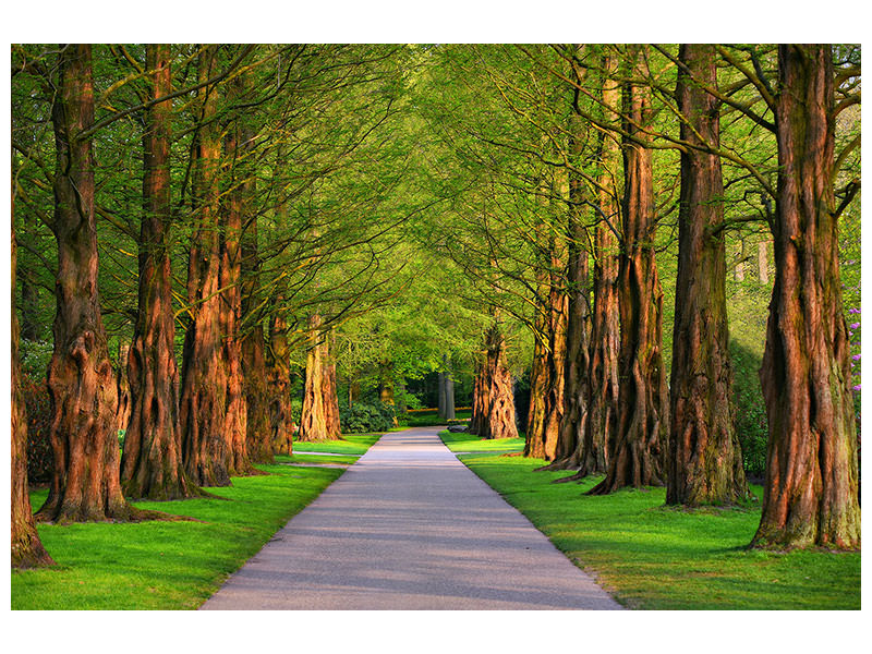 5-piece-canvas-print-beautiful-avenue-in-nature