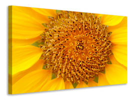 5-piece-canvas-print-beautiful-buds-of-the-sunflower