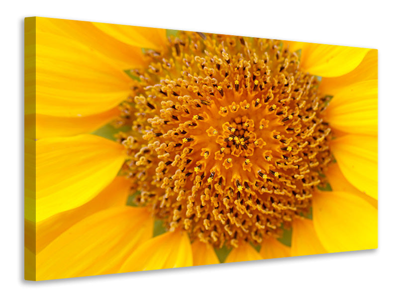 5-piece-canvas-print-beautiful-buds-of-the-sunflower