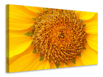 5-piece-canvas-print-beautiful-buds-of-the-sunflower