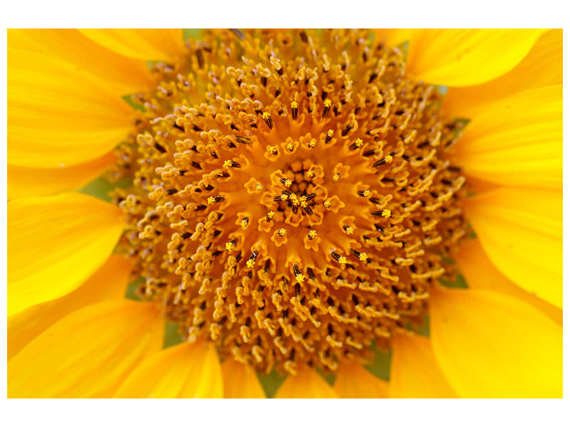 5-piece-canvas-print-beautiful-buds-of-the-sunflower