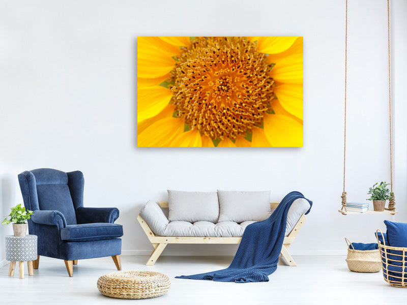 3-piece-canvas-print-beautiful-buds-of-the-sunflower