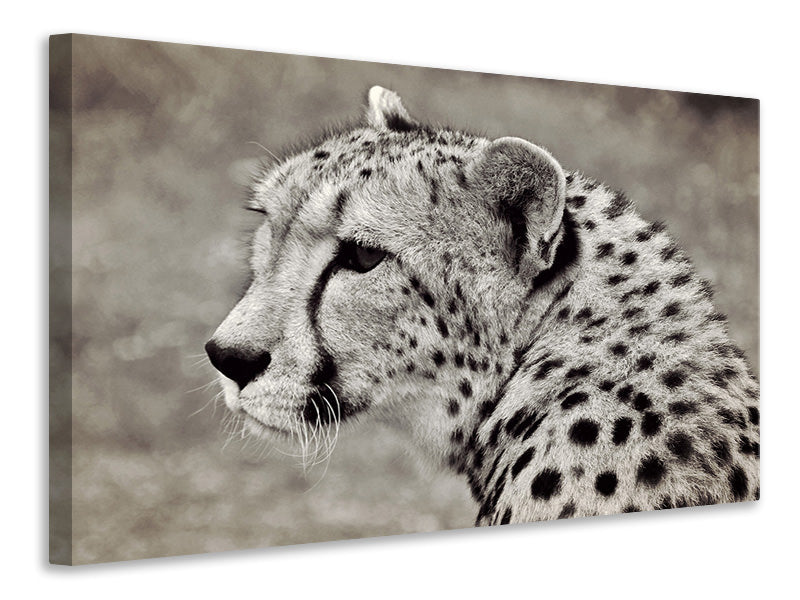 3-piece-canvas-print-beautiful-cheetah