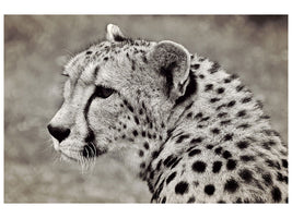 3-piece-canvas-print-beautiful-cheetah