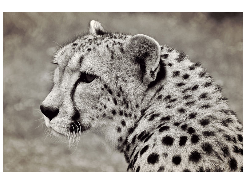 3-piece-canvas-print-beautiful-cheetah
