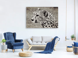 3-piece-canvas-print-beautiful-cheetah