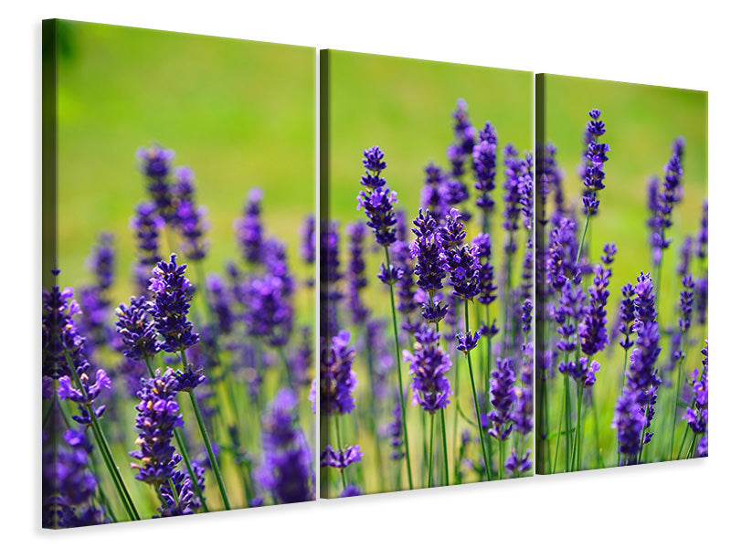 modern-3-piece-canvas-print-beautiful-lavender