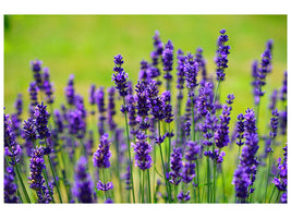 5-piece-canvas-print-beautiful-lavender