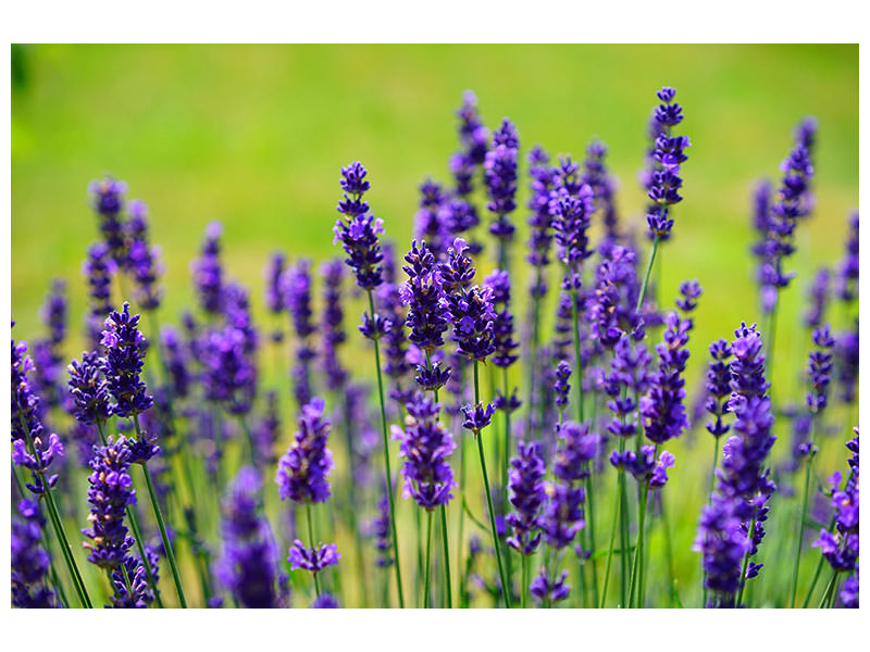 modern-3-piece-canvas-print-beautiful-lavender