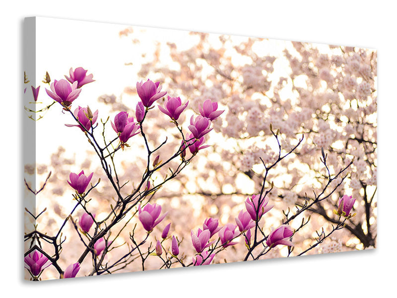 modern-3-piece-canvas-print-beautiful-magnolia-xl
