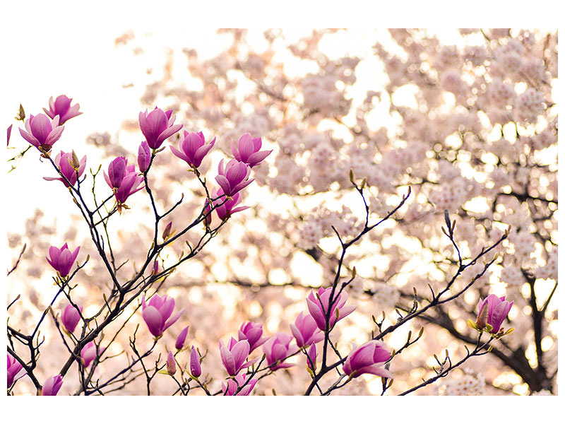 modern-3-piece-canvas-print-beautiful-magnolia-xl
