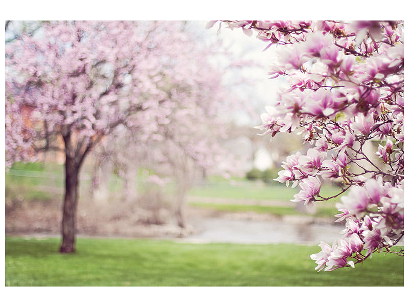 5-piece-canvas-print-beautiful-magnolias