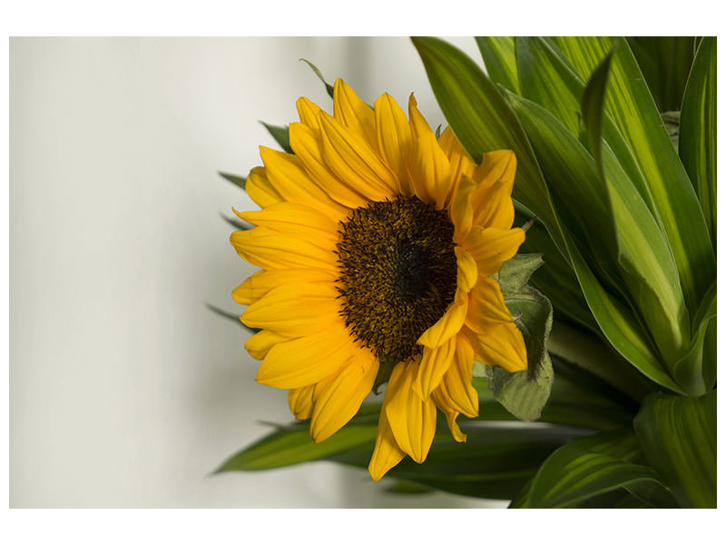 3-piece-canvas-print-beautiful-sunflower