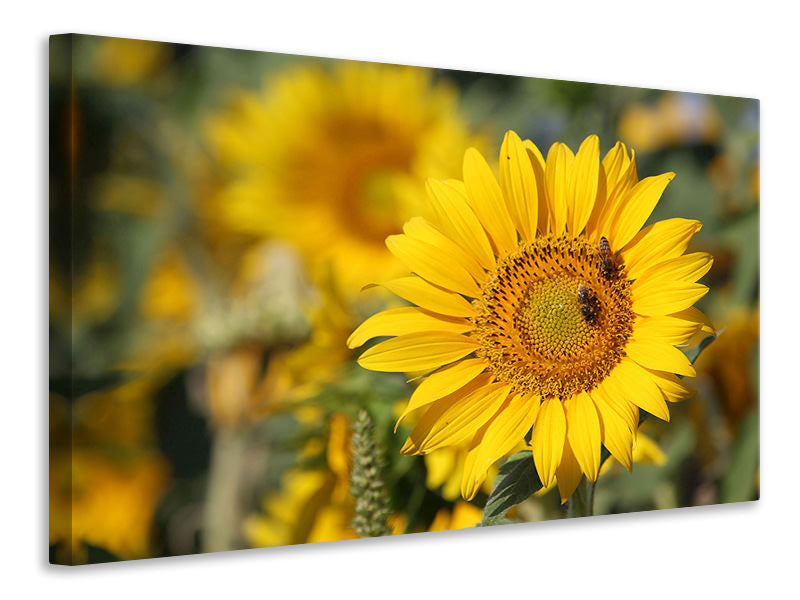 3-piece-canvas-print-bees-at-work