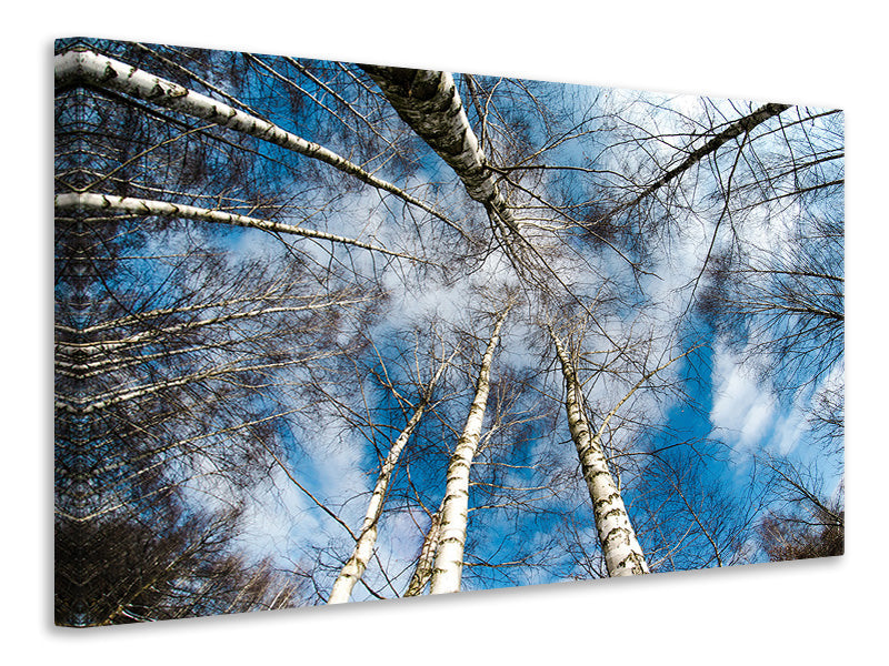 modern-3-piece-canvas-print-birch-crowns