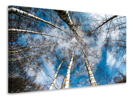 3-piece-canvas-print-birch-crowns