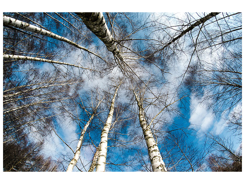 panoramic-canvas-print-birch-crowns