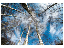 modern-4-piece-canvas-print-birch-crowns