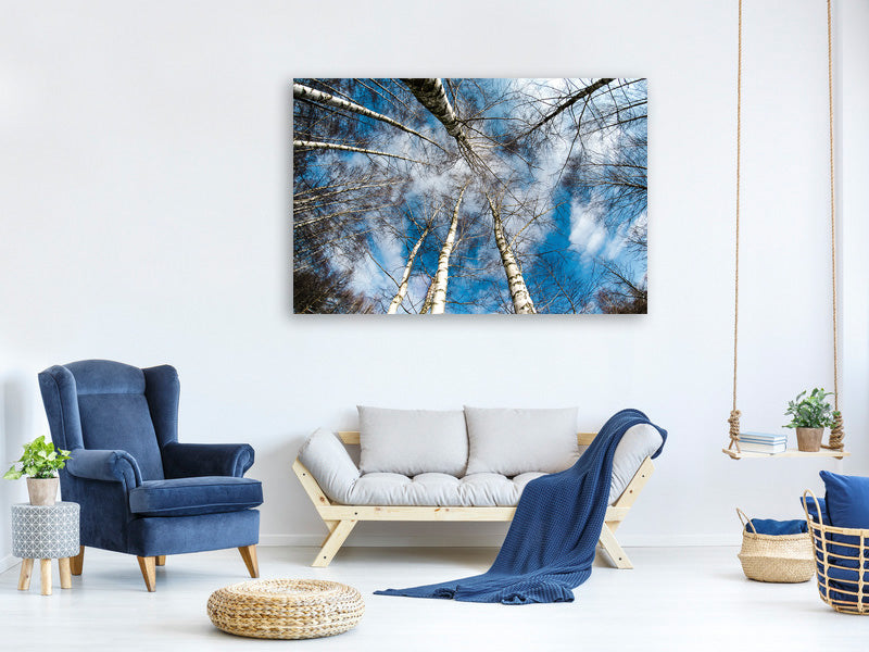 panoramic-3-piece-canvas-print-birch-crowns