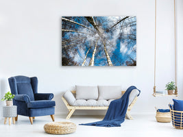 panoramic-canvas-print-birch-crowns