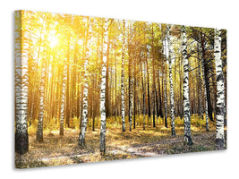 panoramic-3-piece-canvas-print-birch-forest