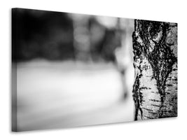 4-piece-canvas-print-birch-trunk