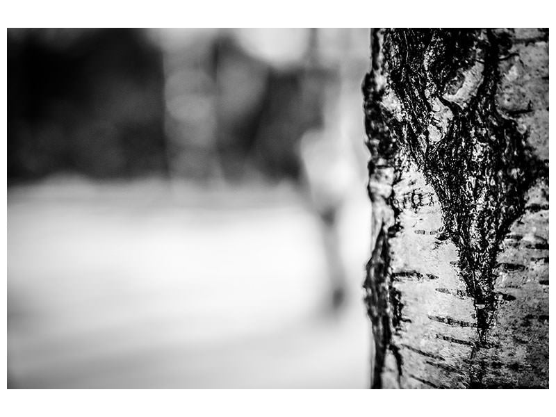 3-piece-canvas-print-birch-trunk
