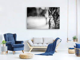 panoramic-canvas-print-birch-trunk