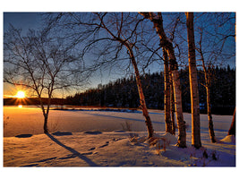 5-piece-canvas-print-birches-in-the-sunset
