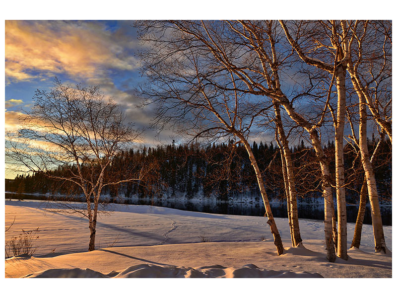 modern-4-piece-canvas-print-birches-in-the-winter