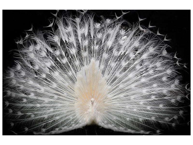 3-piece-canvas-print-black-and-white-v