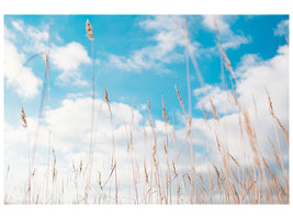 panoramic-3-piece-canvas-print-blades-of-grass-in-the-sky