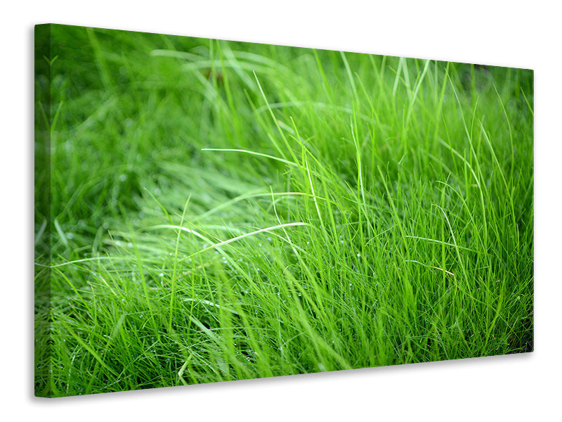 panoramic-canvas-print-blades-of-grass